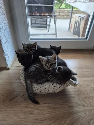 3 Baby-Kätzchen suchen ein neues Zuhause