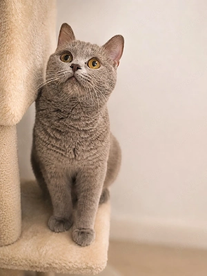 reinrassige BKH BLH Kitten Blue, lilac Colourpoint, Weiss Bild 5