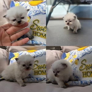 colorpoint Kitten