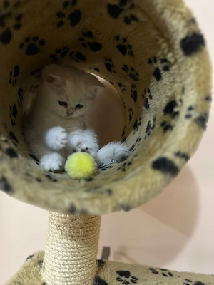 Verspielte Babykatzen abzugeben   entwurmt & familienfreundlich Bild 3