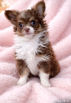 Reinrassige Chihuahua Welpen 