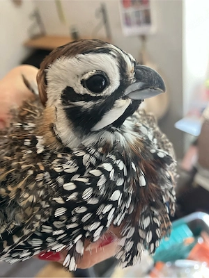 Montezuma Wachtel Hahn Montezumawachteln