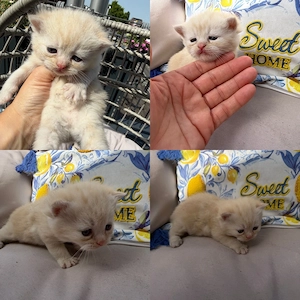 Kitten BKH 