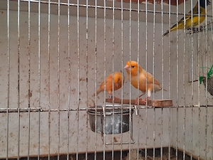 Kanarienvögel rot-gelb