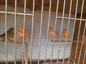 Kanarienvögel rot-gelb Bild 2