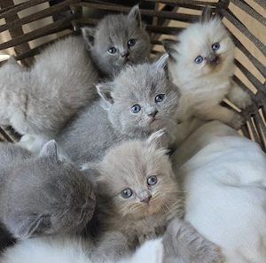 reinrassige BKH BLH Kitten Blue, lilac Colourpoint, Weiss Bild 2