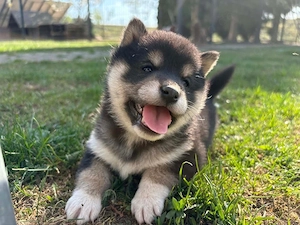 Shiba Inu Welpen