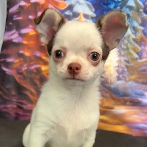 Niedliche Chihuahua-Welpen (männlich und weiblich) suchen ein liebevolles Zuhause.