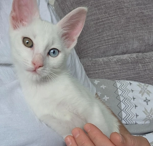 Katze Weiblich Kitten
