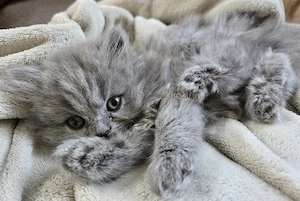 4 süße BLH BKH kitten suchen liebevolles Zuhause 