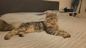 Maine Coon