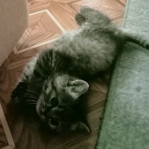Reinrassige kitten 