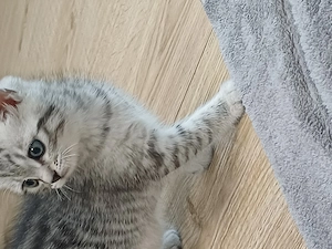Süße Babykater 
