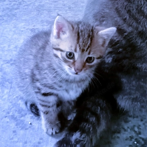 BKH Kitten  Bild 3