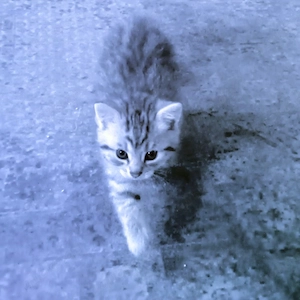 BKH Kitten  Bild 2