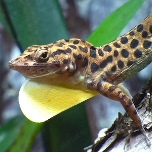 Anolis sabanus