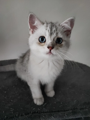 Katzenbabys Britisch-Kurzhaar Burmilla als Paare abzugeben geimpft