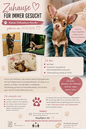 Süßes Chihuahua Mädchen