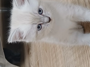 Süße Babykatze 