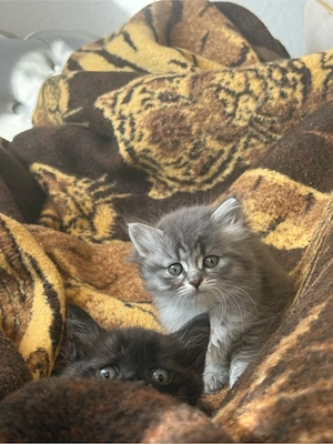 Perserkatze