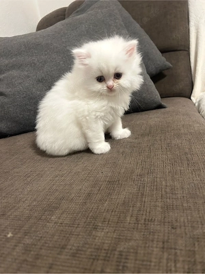 5 süße Babykatzen suchen ein liebevolles Zuhause
