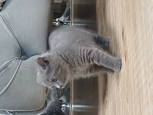 Süße Babykatze 