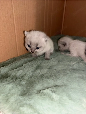 4 Bkh Kitten in seltenen Farben Bild 4