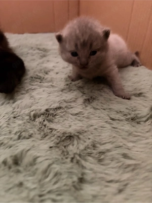 4 Bkh Kitten in seltenen Farben Bild 3