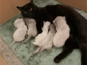 4 Bkh Kitten in seltenen Farben Bild 5