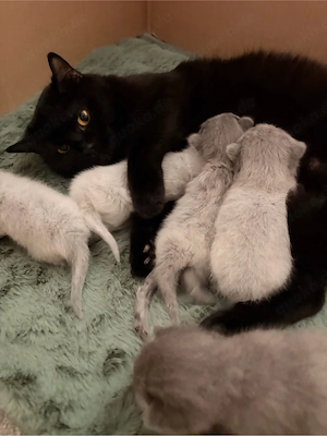 4 Bkh Kitten in seltenen Farben Bild 2