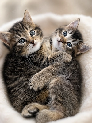 BKH Kitten - Britisch Kurzhaar Babykatzen