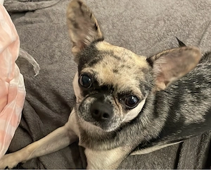 Liebevoller Enzo sucht neues Zuhause 
