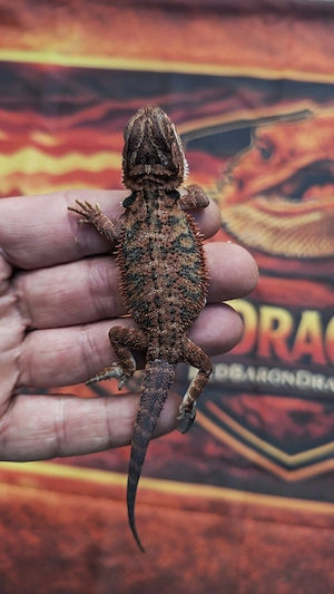 Bartagme Pogona Vitticeps Red Monster 1.0 