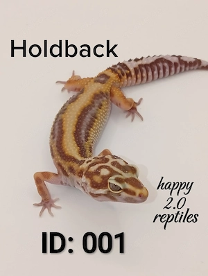 0.1 Leopardgecko W&Y Bold Stripe Tremper TSF pos. Fire bold 