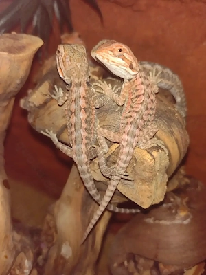 Süße Bartagame-Babys Pogona vitticeps Extreme Red High Red Linie, verschiedene Farben & Zeichnung