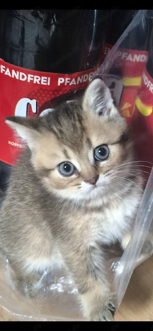 Süßen Bkh Kitten 