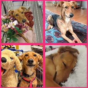 Windhund-Mix sucht ein Zuhause 