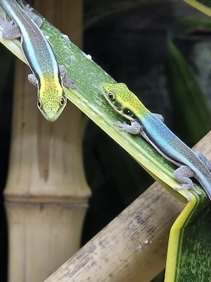 2.0 Phelsuma Klemmeri Blauer Bambus Taggecko 