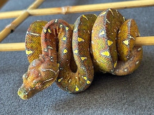 Morelia viridis
