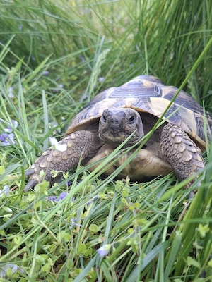 2 weibliche griechische Landschildkröten adult