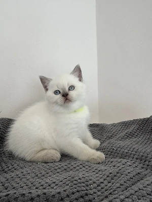 Britisch Kurzhaar Kätzchen   BKH Kitten