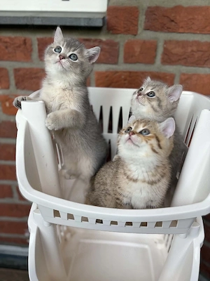 BKH-Kitten 