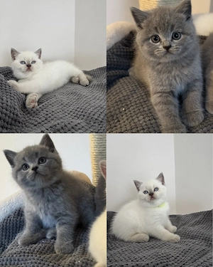 BKH Kitten   Britisch Kurzhaar Kätzchen