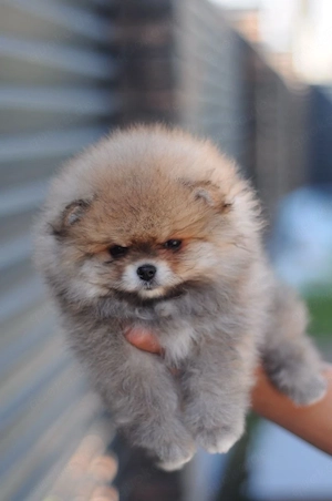 Mini Pomeranian Prinzessin   Grau