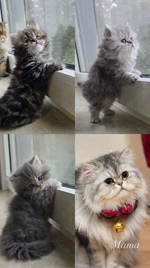 reinrassige BLH-Kitten