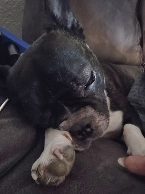 Französische Bulldogge sucht neues Zuhause 