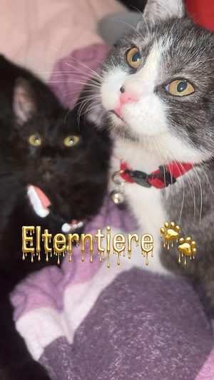 Süße Kitten suchen ein liebevolles Zuhause  Bild 2
