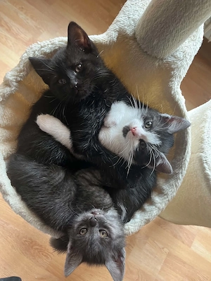 Süße Kitten suchen ein liebevolles Zuhause 
