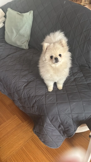 Pomerania 
