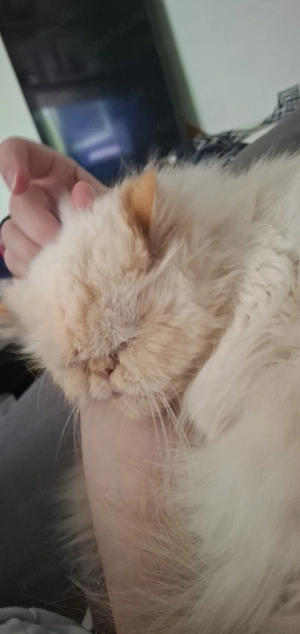 Kuscheldame sucht neues für immer zu Hause Bild 4